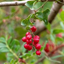 Sarsaparilla - MenoPhix Ingredient